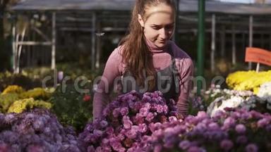 年轻微笑的女花匠穿着围裙，检查和整理花盆与菊花在架子上。 年轻女子